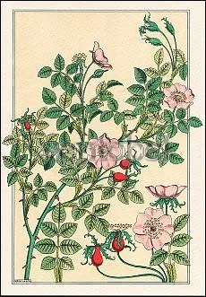Wild Rose (1896), Greeting Card