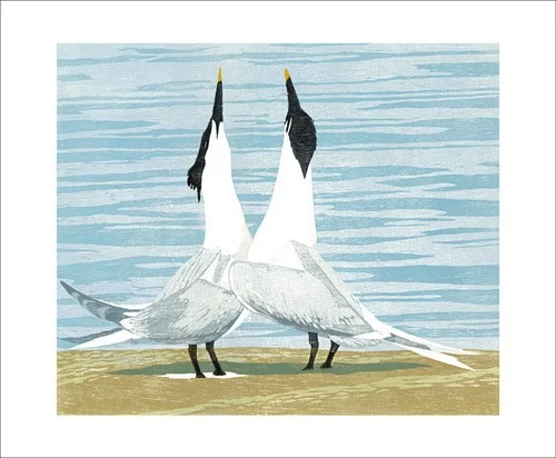 Sandwich Terns, Greeting Card