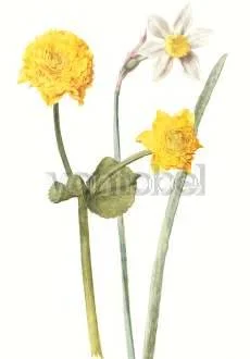 Marsh-marigold, Greeting Card