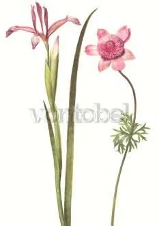 Spanish Iris and Anemone, Greeting Card