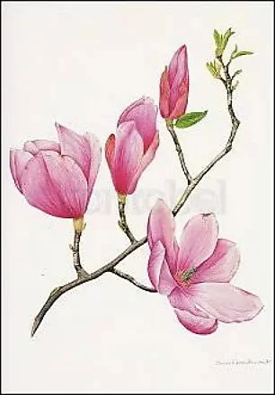 Sally Crosthwaite Magnolia, Greeting Card