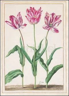 Three Tulips, Postcard