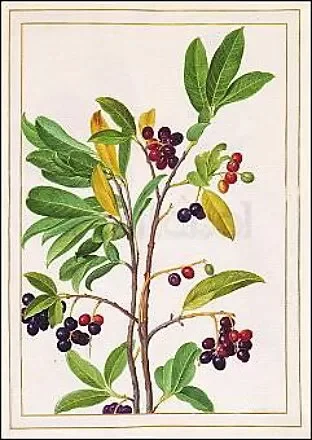 Cherry Laurel, Postcard