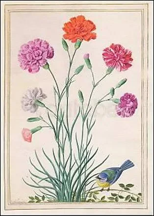 Carnation and Bluetit, Postcard