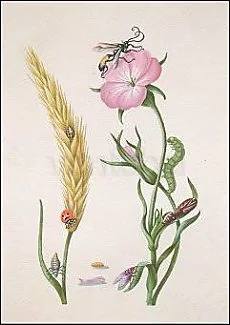 Wheat Ear with Ladybird, ..., after 1683, Postcard