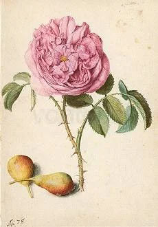 Rose and two Pears, Greeting Card