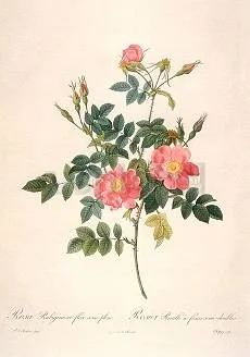 Rosa Rubiginosa flore semipleno, Greeting Card