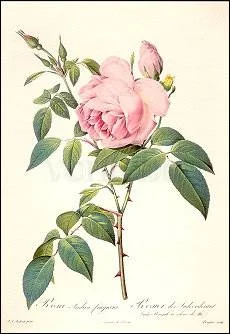 Rosa Indica fragrans, Greeting Card