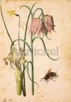Iris, Narcissus, Chess-board Flower, Postcard