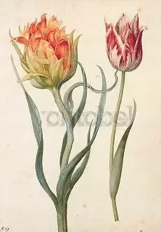 Two Tulips, Postcard