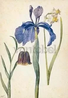 Iris, Narcissus, Fritillaria, Postcard