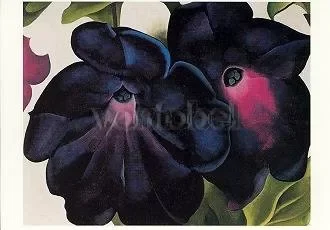 Black and Purple Petunias, Postcard