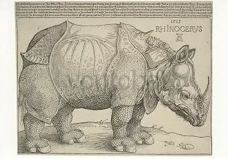 Rhinoceros, 1515, Postcard