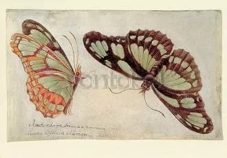 Two Butterflies, Postcard