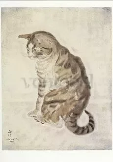 Cat, Postcard