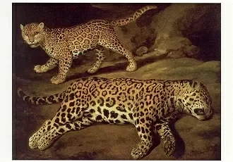 Two Jaguars, Postcard