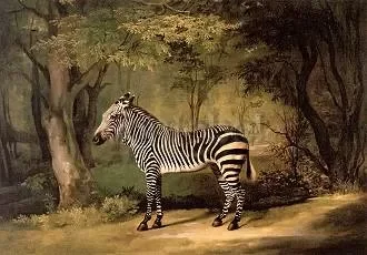 Zebra, 1763, Postcard
