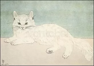 White Cat, Postcard