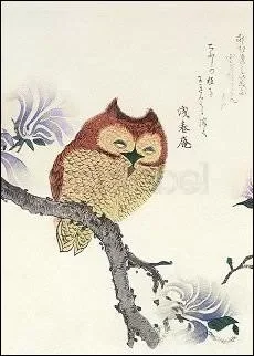 Owl on a Magnolia Branch, Postcard