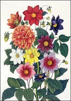 Dahlias, 1820, Postcard