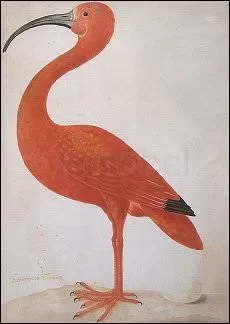 Scarlet Ibis with an Egg, 1699-1700, Postcard