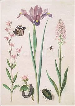 Catchfly with Admiral, small Rose with Inchworm, Iris, Monkey Orchid, Hoverfly and Jewel Beetle, Postcard