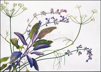 Sage, Fennel, Catmint, Postcard
