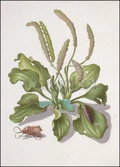 Plantain with Owlet Moth, Postcard