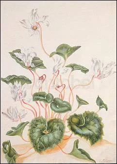 White Cyclamen, Postcard