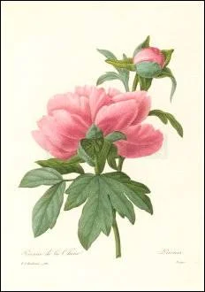 Peony/ Paeonia, Greeting Card