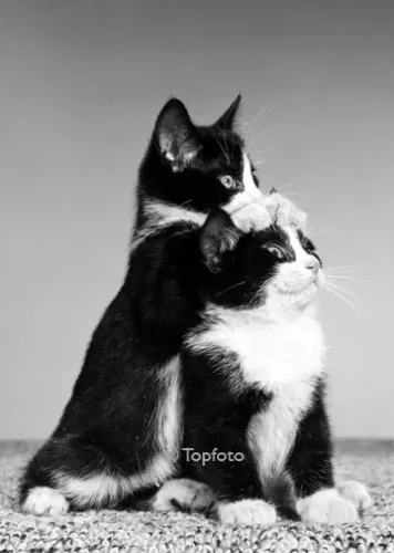 Two kittens, Greeting card