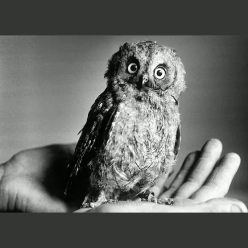 A bird in the hand, greeting card
