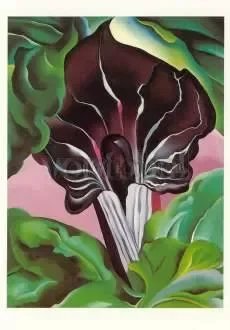 Jack-in-the-Pulpit No. II, 1930, Postcard