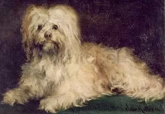 Silky Pinscher Puss, 1863, Postcard