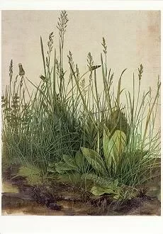 The large Turf, Postcard