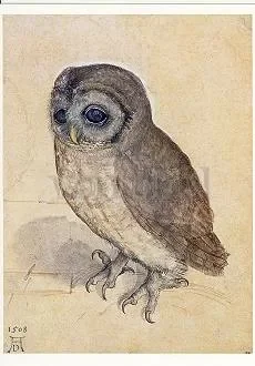 Little Owl, Postcard