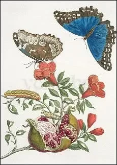 Pomegranate and Butterflies, Postcard