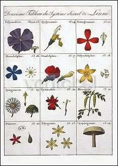 Second Table of the Linnean Plant Sexual System , Postcard