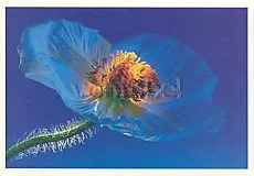 Poppy, Greeting Card