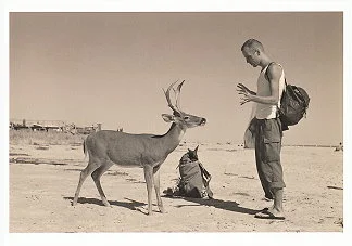 Deer, Postcard
