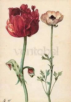 Tulip and Ranunculus, Postcard