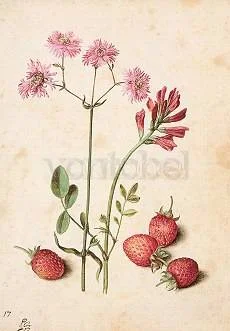 Lychnis flos-cuculi subplena, Hedysarum coronarium, Strawberries, Postcard