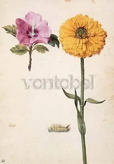 Hibiscus syriacus, Calendula and Chenille, Postcard