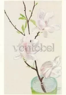 Heckel Magnoliensweig, Postcard
