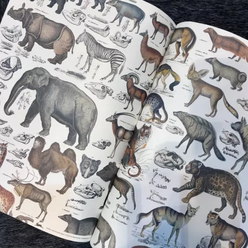 Fauna, Gift & Creative Paper Book