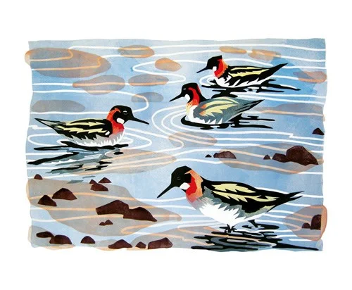 Phalaropes, Shetland, Greeting Card