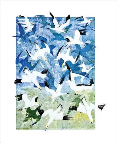 Gannets, Greeting Card