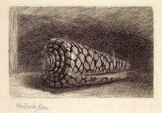 Rembrandt, The Seashell (1650), Postcard