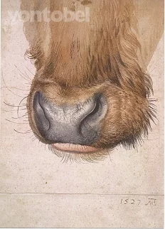 Muzzle of an Ox, Albrecht Dürer, Postcard