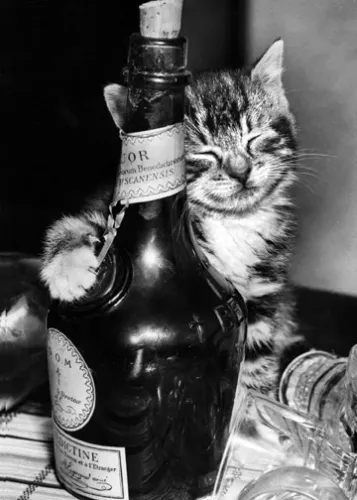 Tabby with Bottle, Greeting Card